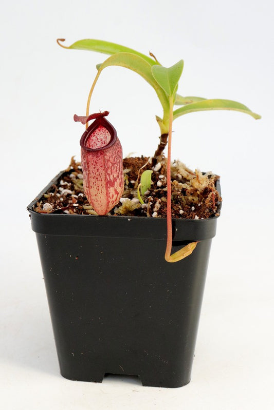N.x  aristolochioides x Ventricosa