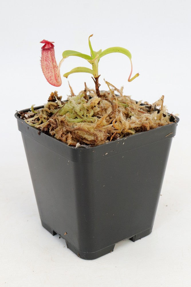 N.x  aristolochioides x Ventricosa