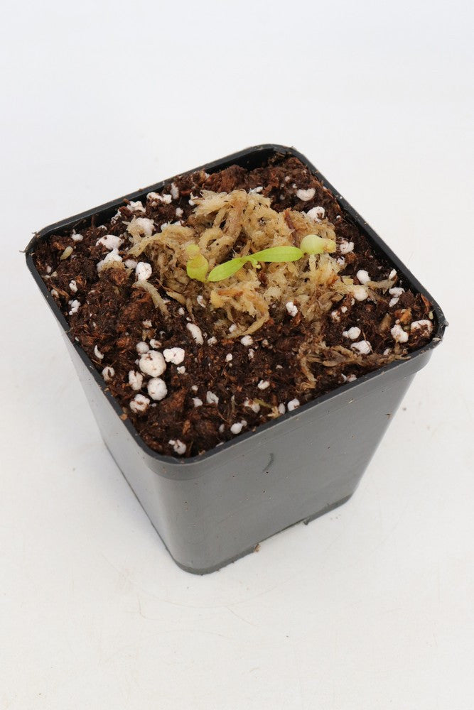 N.x  aristolochioides x Ventricosa