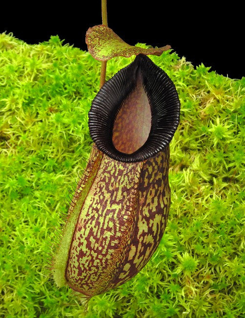 N.x (aristolochioides x spectabilis) x hamata "Lumut" BE-4574
