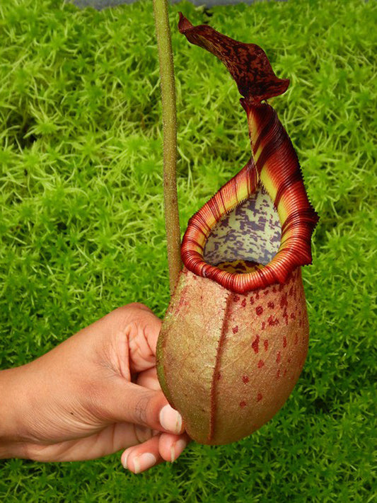 N.x (veitchii x mira) x (burbidgeae x edwardsiana)   BE-3992