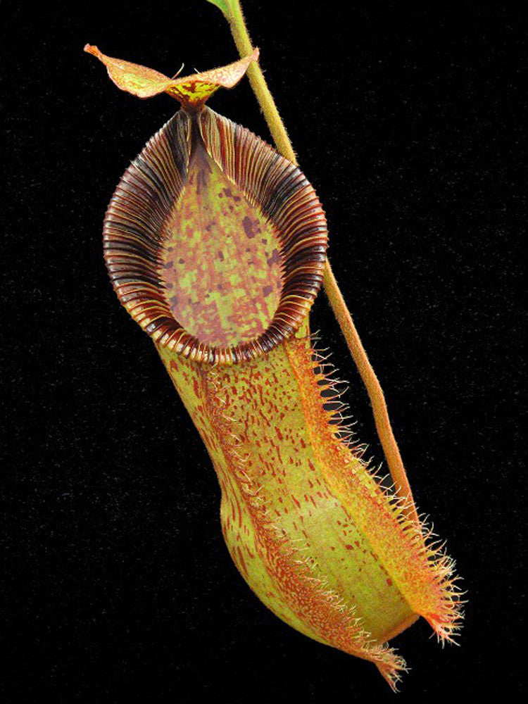 N.x hamata"Tambusisi" x (Veitchii x lowii)  BE-4057