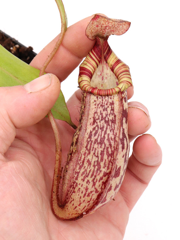 N.x spectabilis x bongso  BE-3991