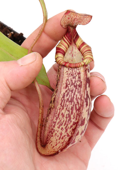 N.x spectabilis x bongso  BE-3991