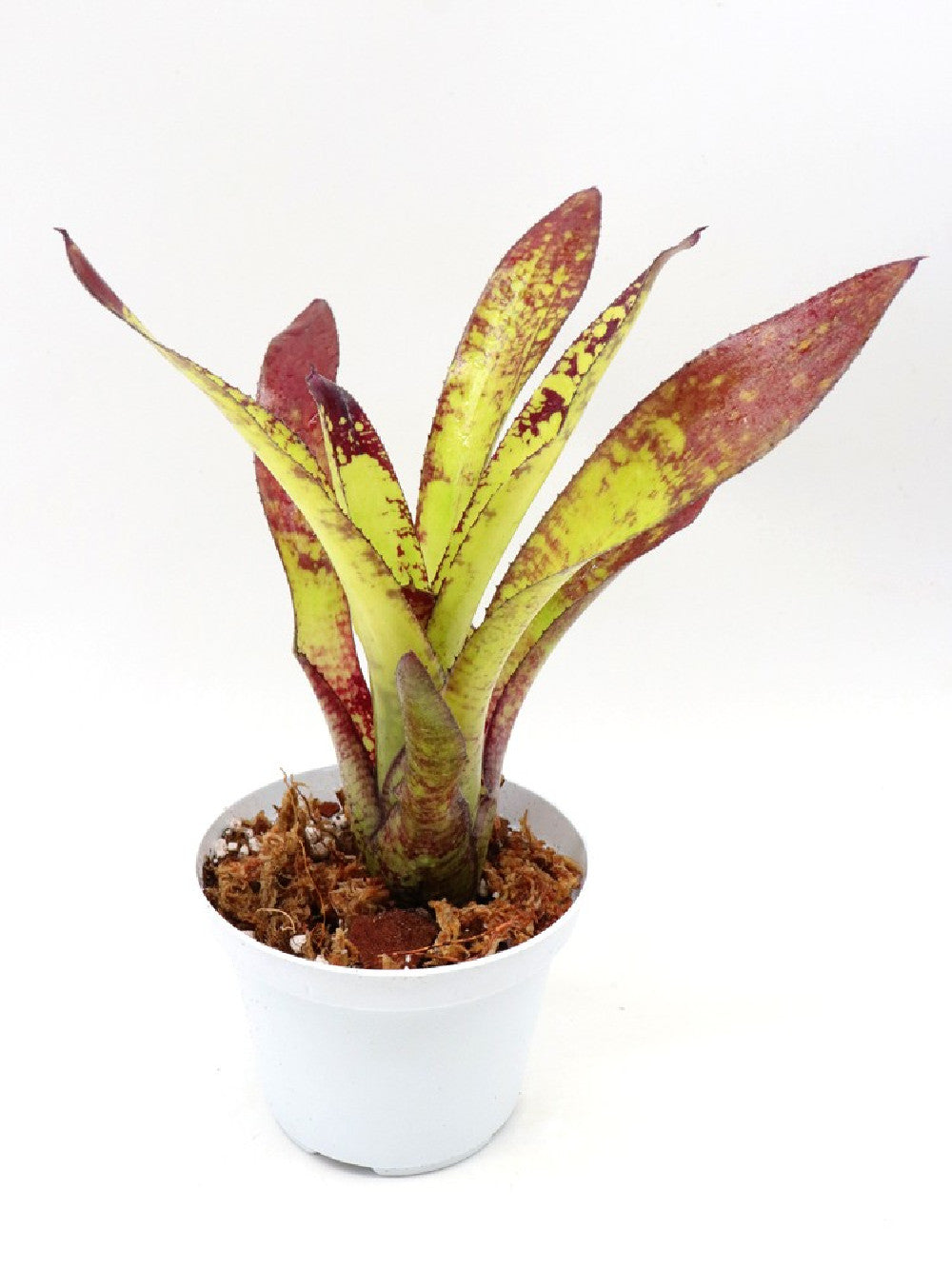 Neoregelia Animal Cracker's