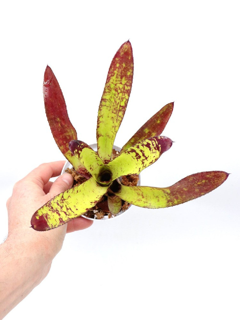 Neoregelia Animal Cracker's
