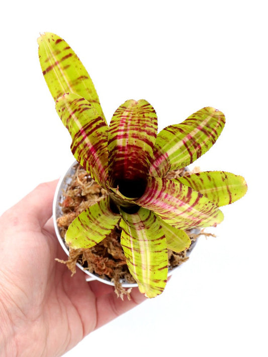 Neoregelia Battle Cat