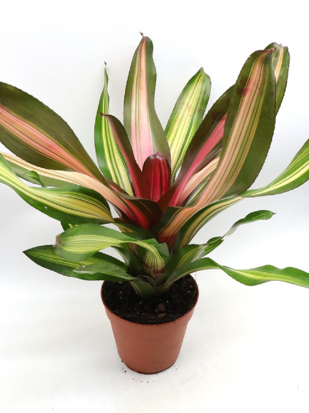 Neoregelia Fancy