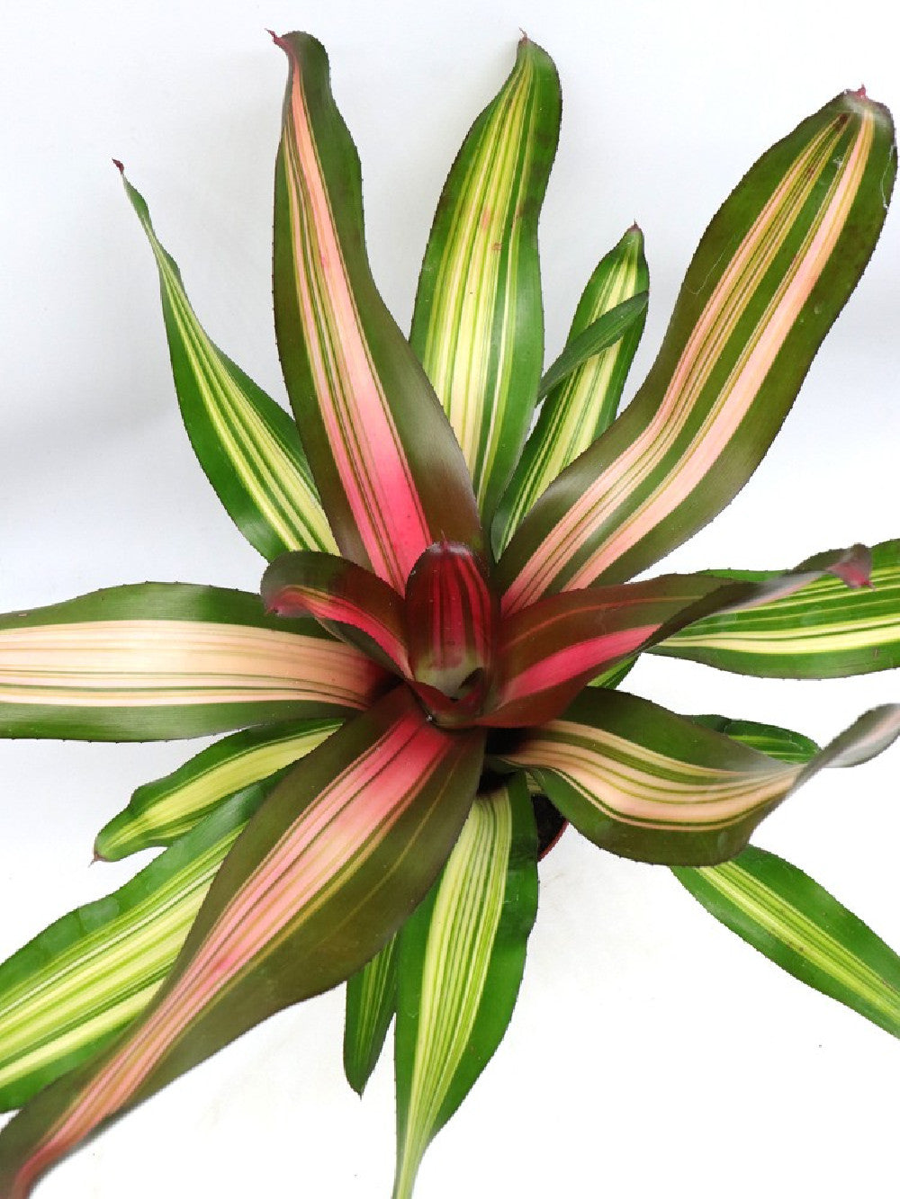 Neoregelia Fancy