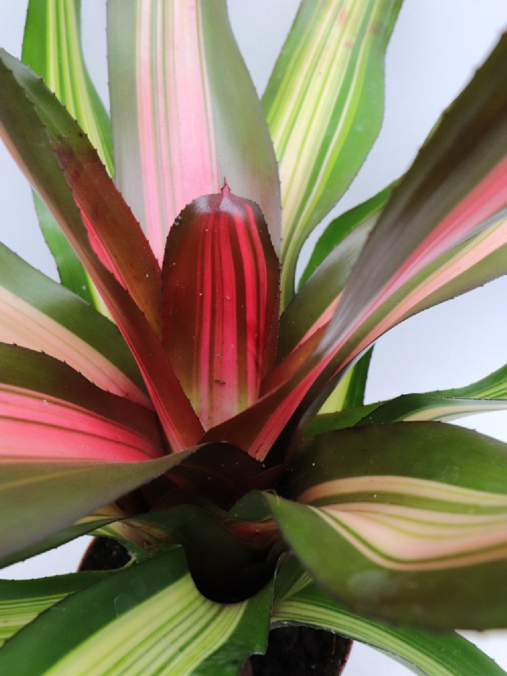 Neoregelia Fancy