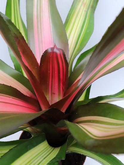 Neoregelia Fancy