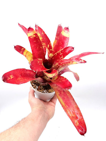 Neoregelia Gezpacho
