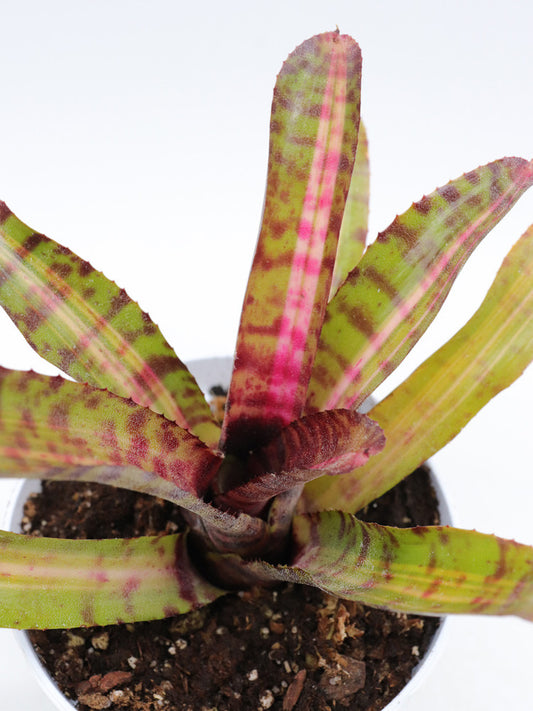 Neoregelia Mambo