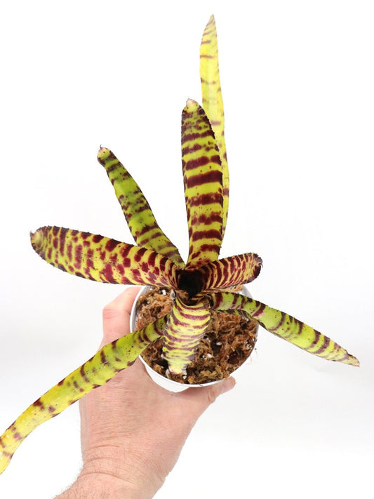 Neoregelia Mini Tiger