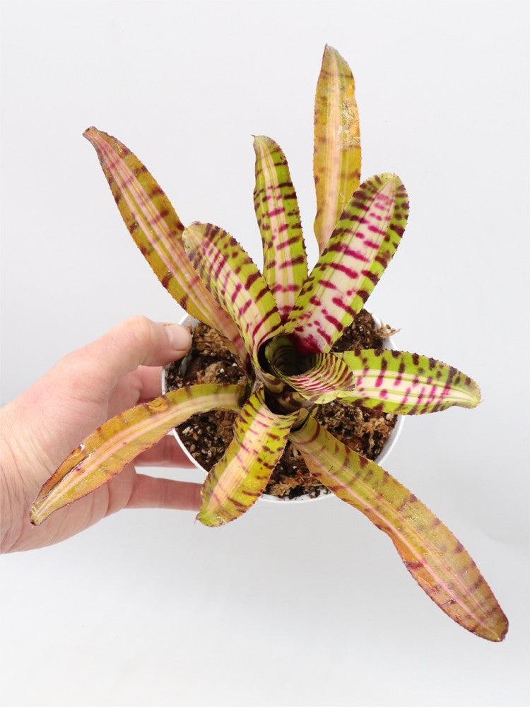 Neoregelia Palmares