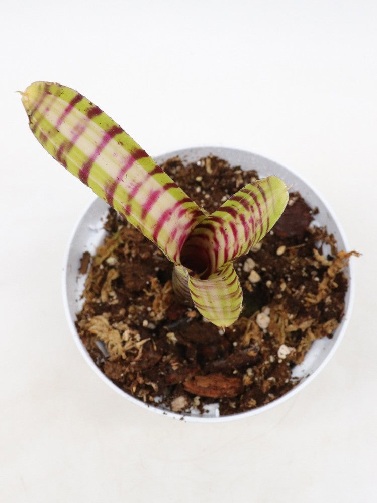 Neoregelia Palmares