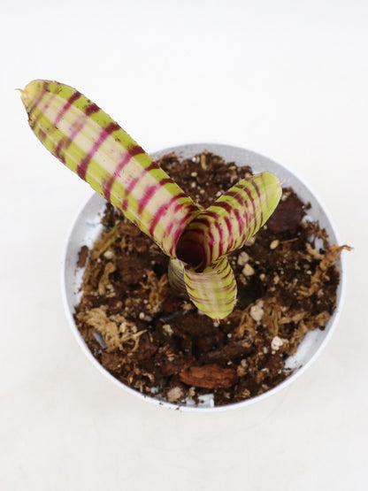 Neoregelia Palmares