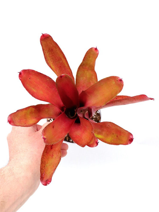 Neoregelia Powerball