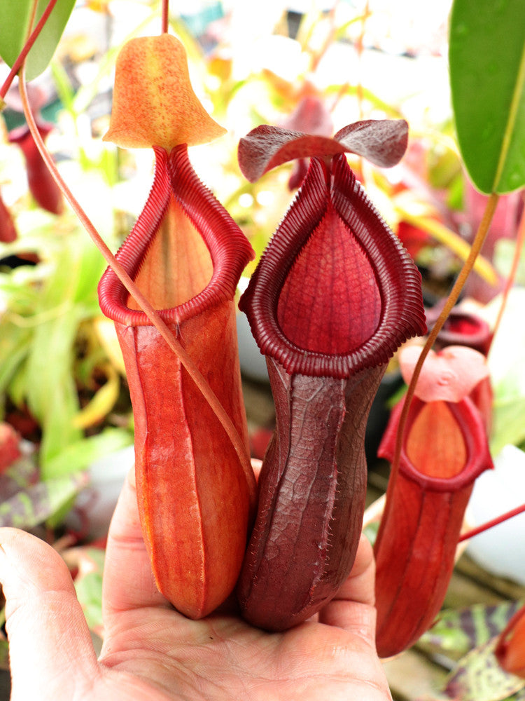 Nepenthes "Bill Bailey"