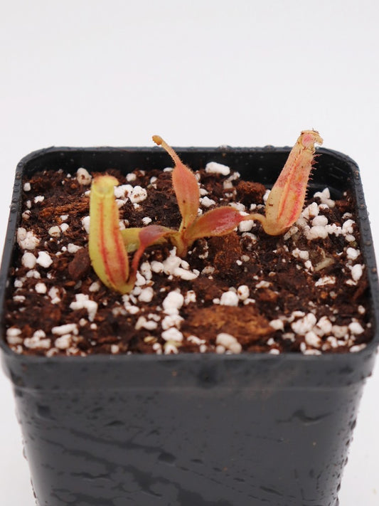 Nepenthes Chaniana x (chaniana x Veitchii) x Fusca