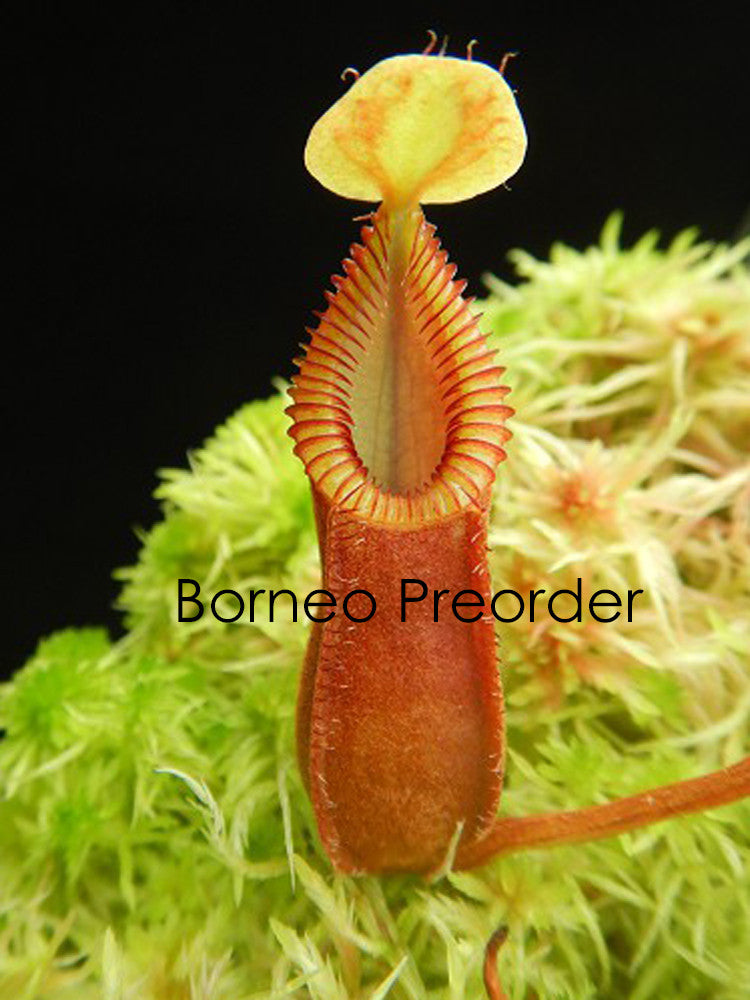 Nepenthes "Diabolica" BE-4015