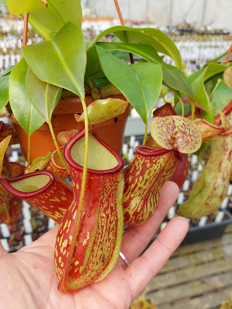 Nepenthes Gaya L Giardino Carnivoro nepenthes-gaya-l-giardino-carnivoro
