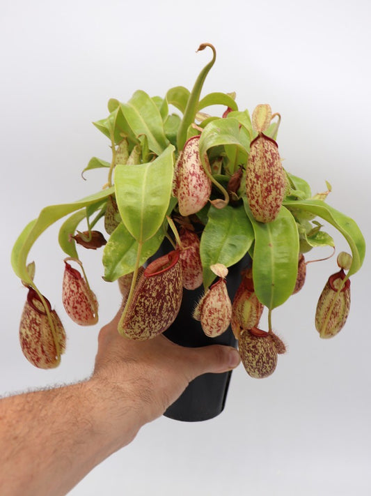 Nepenthes "Hookeriana"