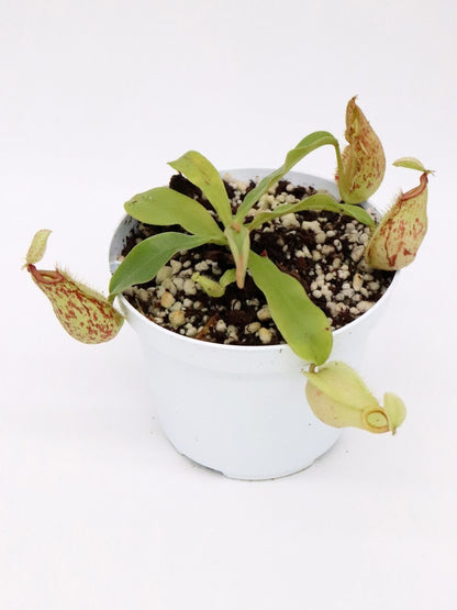 Nepenthes "Hookeriana"