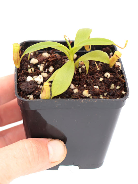 Nepenthes Jamban  x harryana Kinabalu  (Yasuhide Nakagawa Cross)