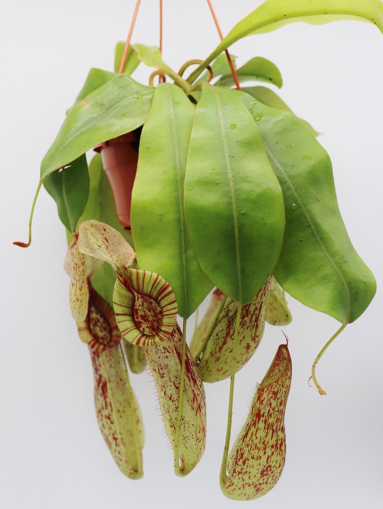 Nepenthes "Mojito"