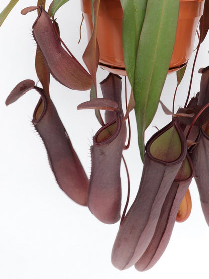 Nepenthes "Rebecca soper"