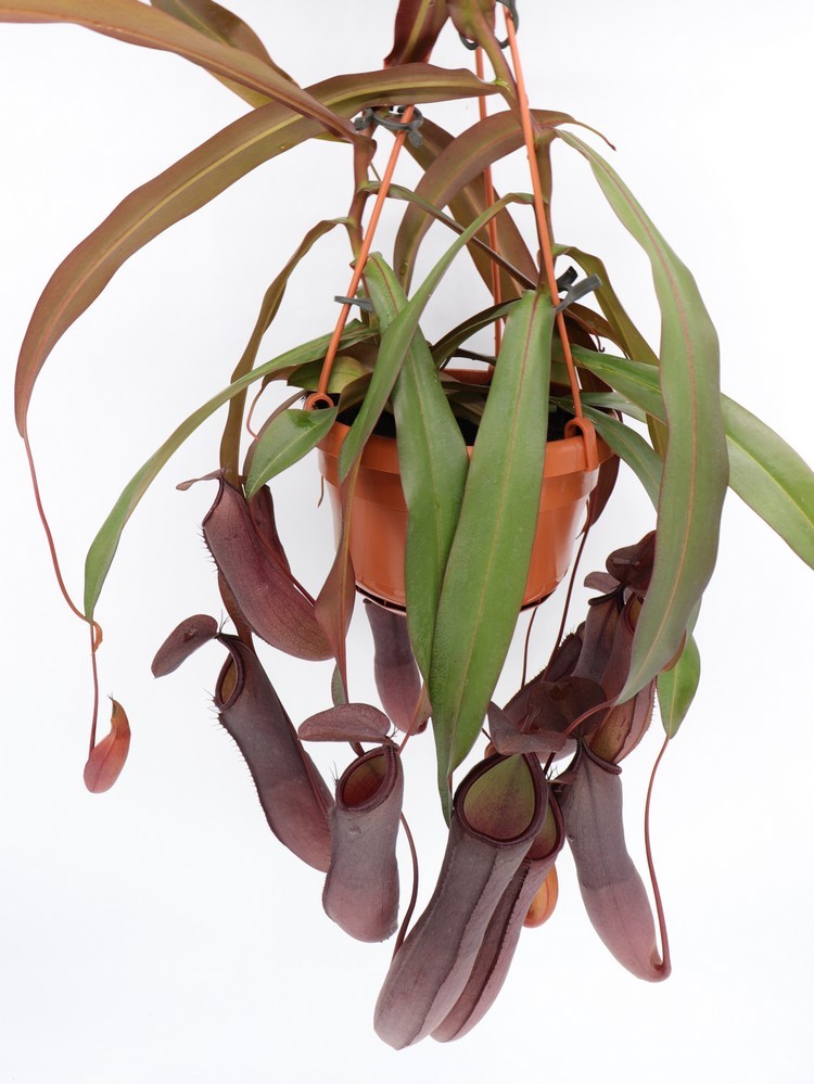 Nepenthes "Rebecca soper"