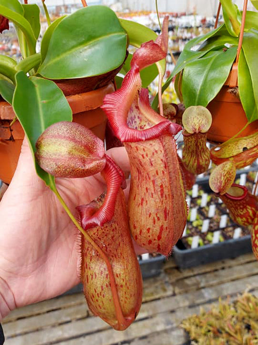 Nepenthes "Rob" Ventricosa x Robcantleyi