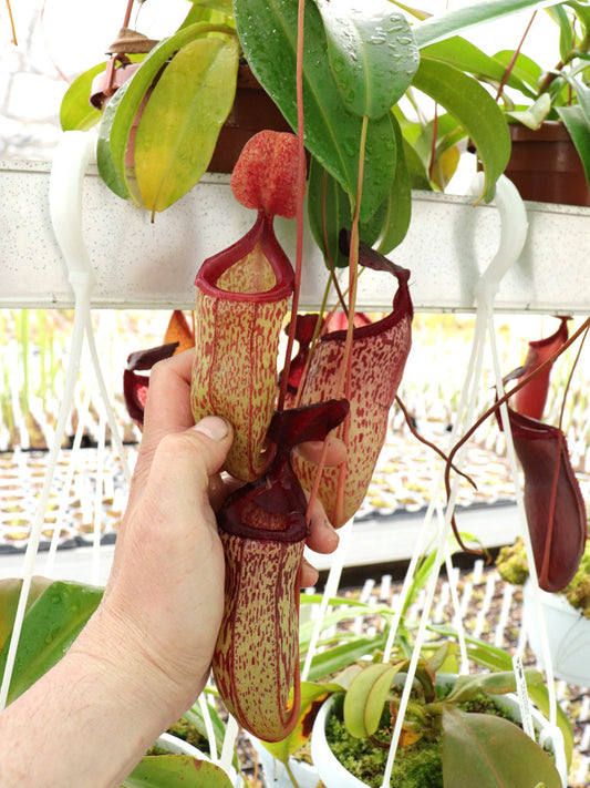 Nepenthes "Sam"
