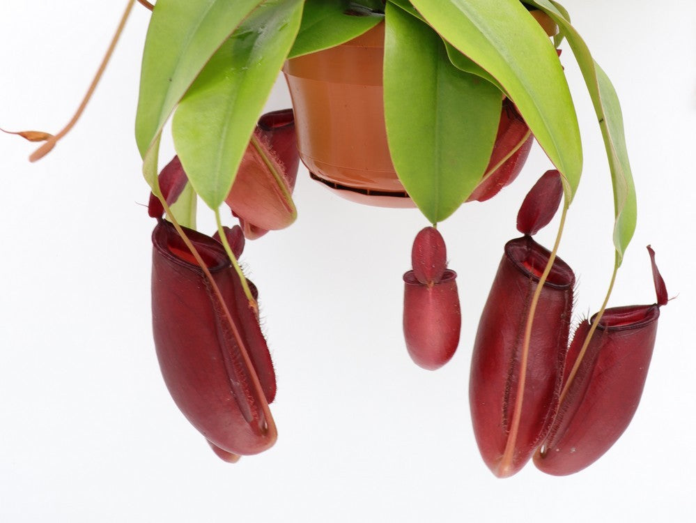 Nepenthes " Bloody mary "