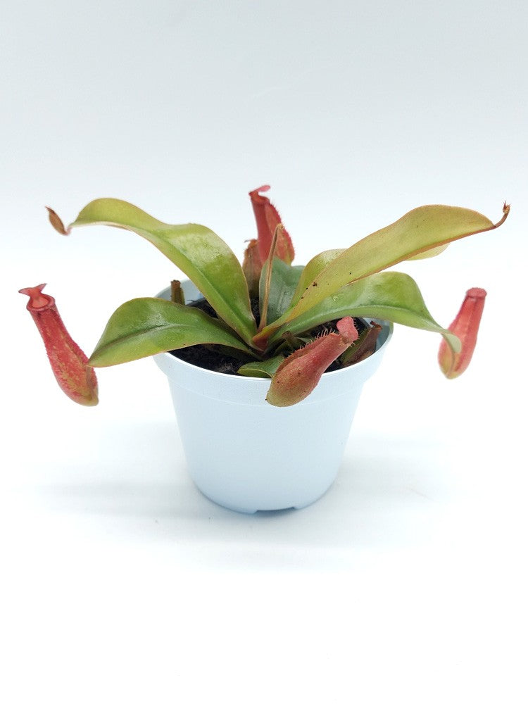 Nepenthes " Bloody mary "