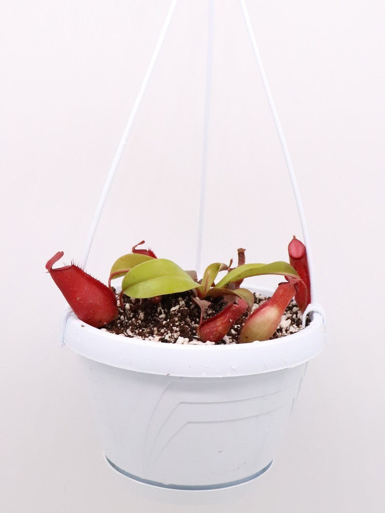 Nepenthes " Bloody mary "