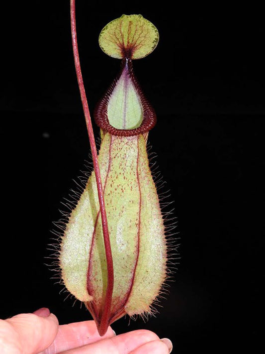 Nepenthes 'Viking' x hamata "Tambusisi"  BE-3685