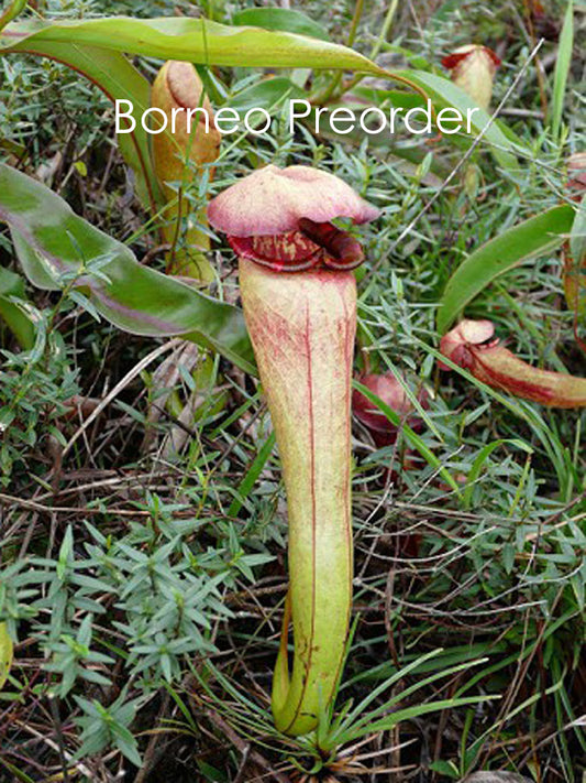 Nepenthes  bokorensis  BE-3856