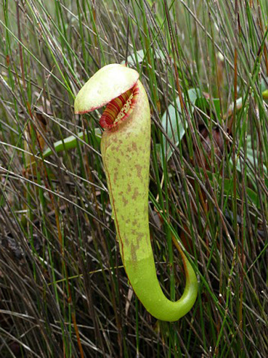 Nepenthes  bokorensis  BE-4518