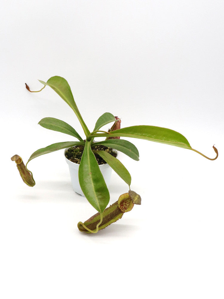 Nepenthes (spath x spect. Pinapan) x copelandii) x  (clipeata x thorellii)