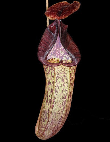 Nepenthes (veitchii x lowii) x spectabilis  BE-3400