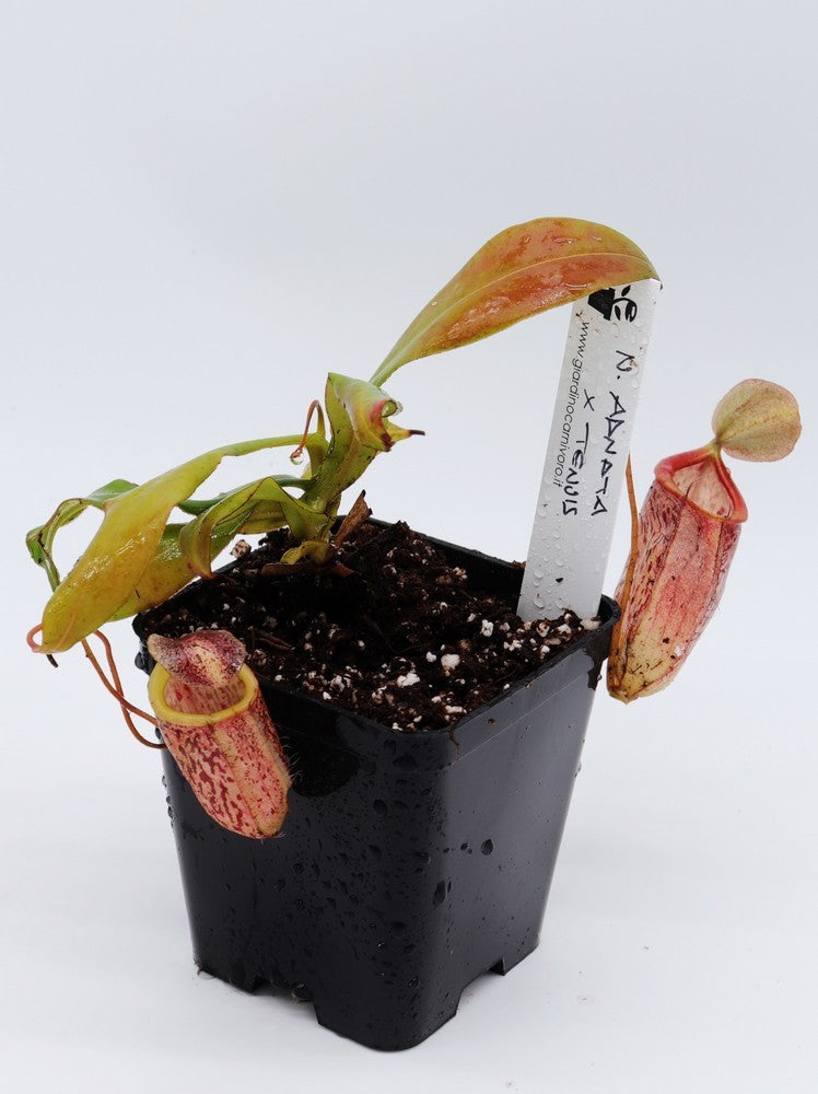 Nepenthes adnata x tenuis