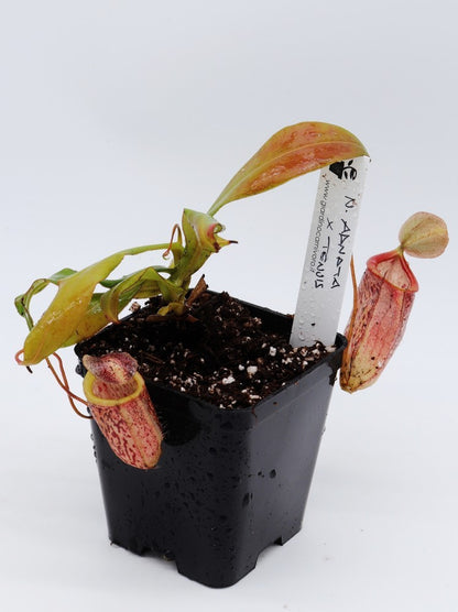 Nepenthes adnata x tenuis