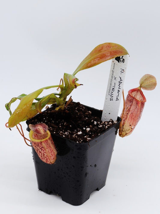 Nepenthes adnata x tenuis