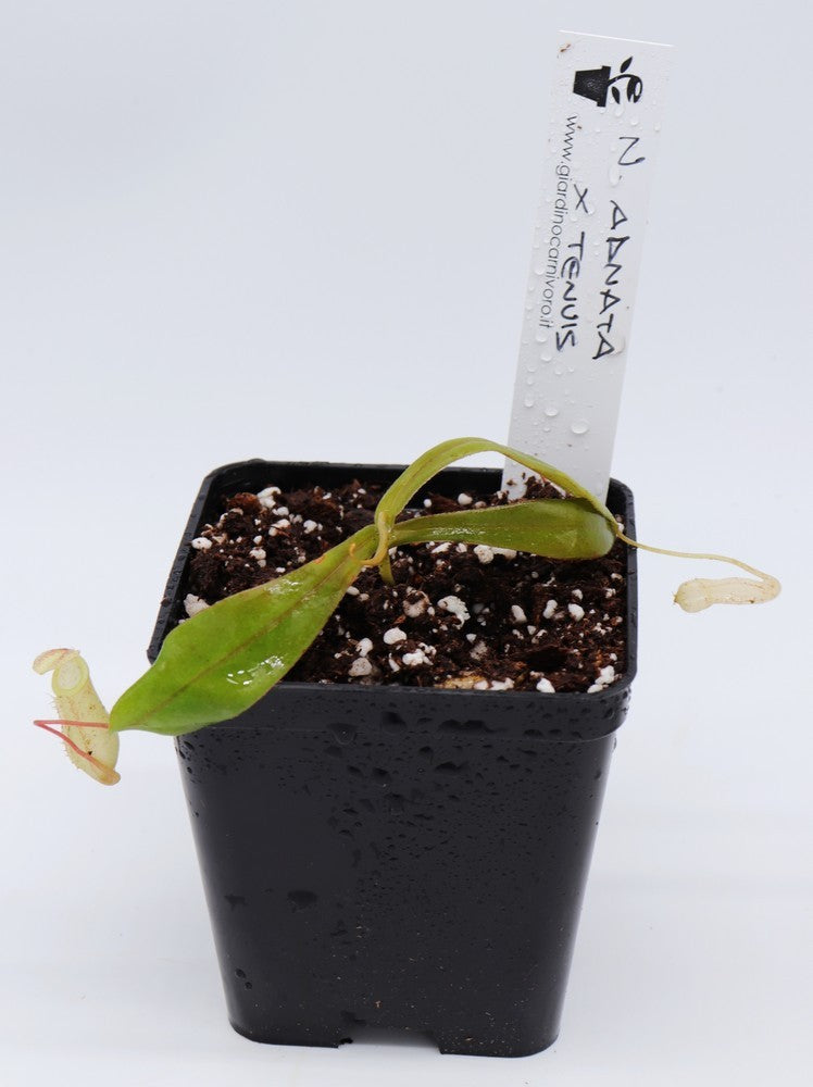 Nepenthes adnata x tenuis
