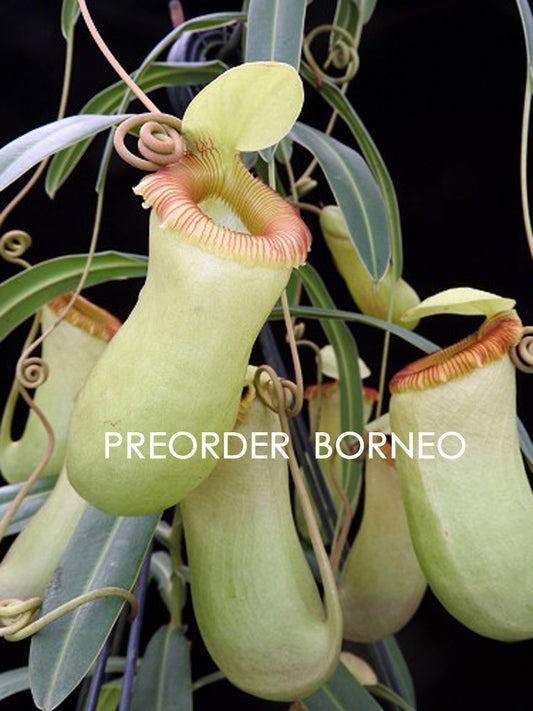 Nepenthes aenigma BE-3770