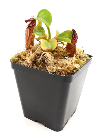 Nepenthes aff. nebularum   Mindanao, Philippines