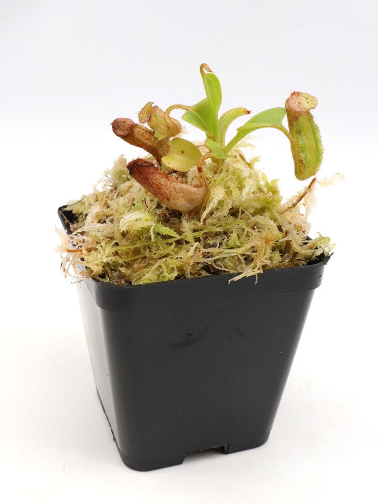 Nepenthes aff. nebularum   Mindanao, Philippines