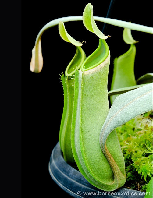 Nepenthes albomarginata "Green"  BE-3004